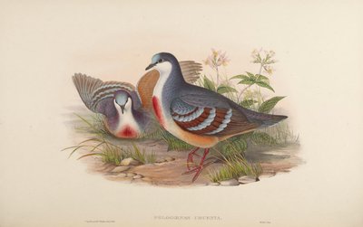 Phlogoenas Cruenta = Gallicolumba Luzonica by John Gould